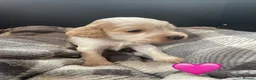 Cocker Spaniel dogs for sale: 5* Show cocker spaniels puppies  - Advert 3