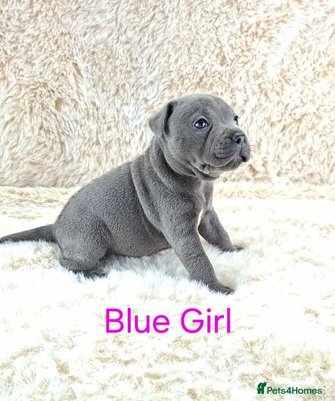 Staffordshire Bull Terrier dogs Classic Staffordshire Bull Terrier Puppies  - Advert 2