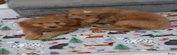 Goldendoodle dogs for sale: Multigen Double Doodle - Advert 7