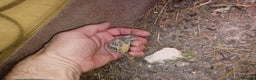 Tortoise reptiles for sale: HERMANNS TORTOISE YOUNGSTER HATCHED UK AUGUST 2025 - Advert 5