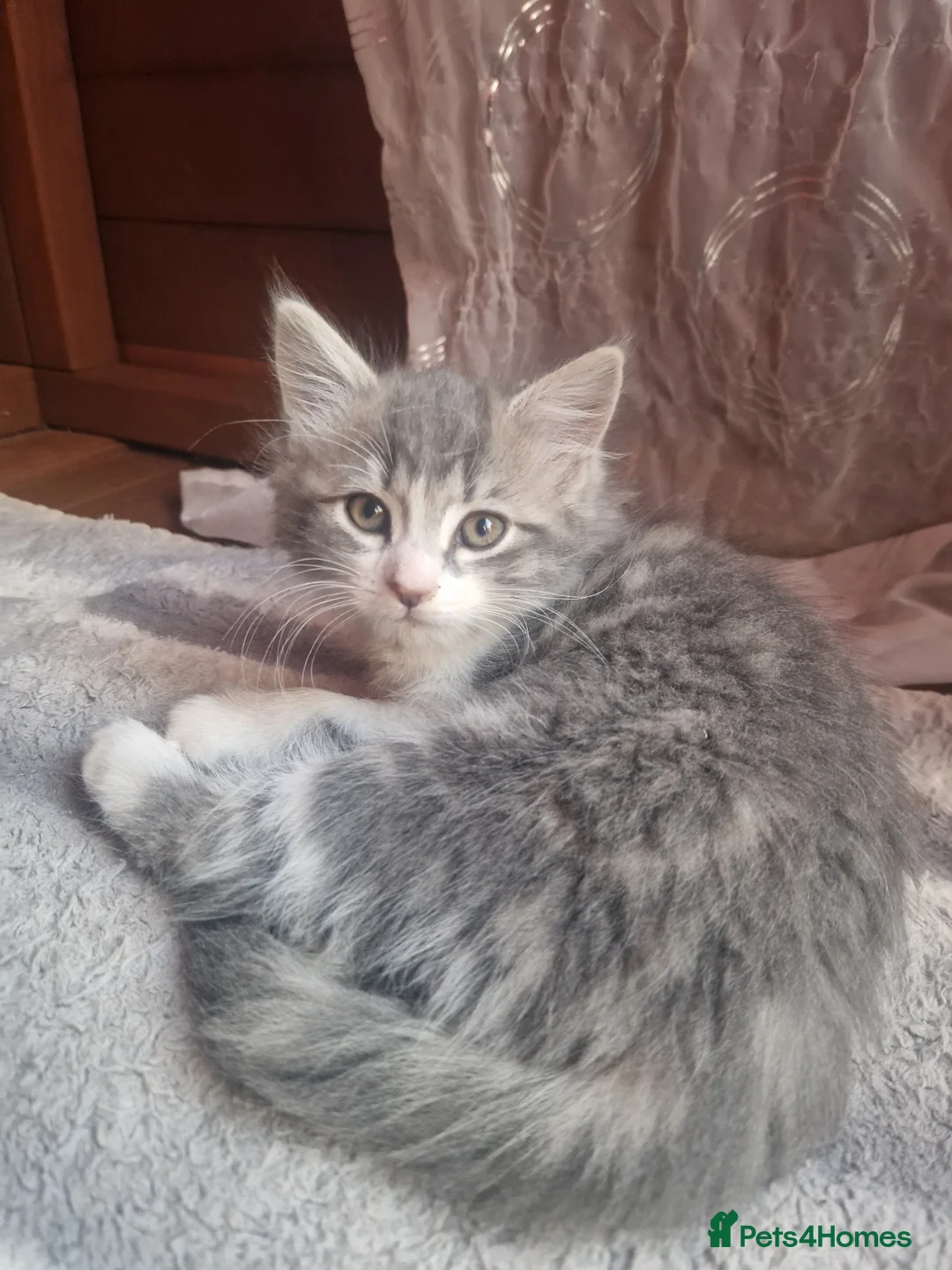 Mixed Breed cats for sale: Kitties  - Advert 2