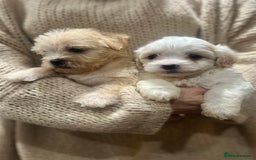 Maltipoo dogs for sale: Adorable Maltipoo Puppies 🐾 - Image 3