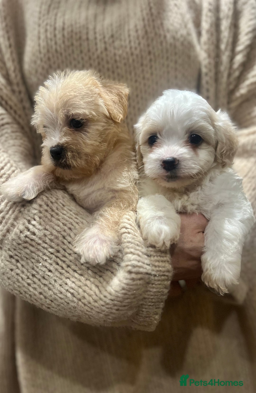 Maltipoo dogs for sale: Adorable Maltipoo Puppies 🐾 - Image 3