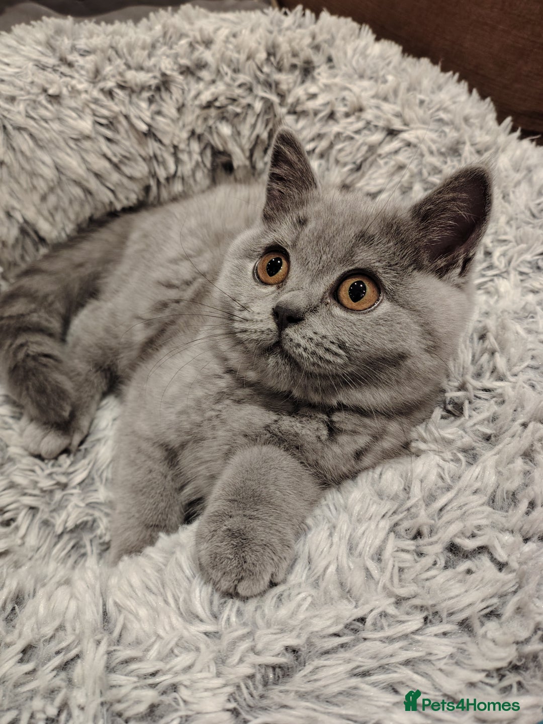 British Shorthair cats for sale: Blue British shorthairs kittens with GCCFpedigree - Advert 2