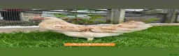 Chickens poultry for sale: Coloured hybrid hens at pol - Advert 17