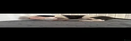 American Bulldog dogs for stud: Stunning American Bulldog for stud - Advert 11