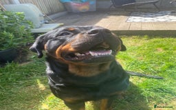 Rottweiler dogs for sale: Rottweiler  - Image 8