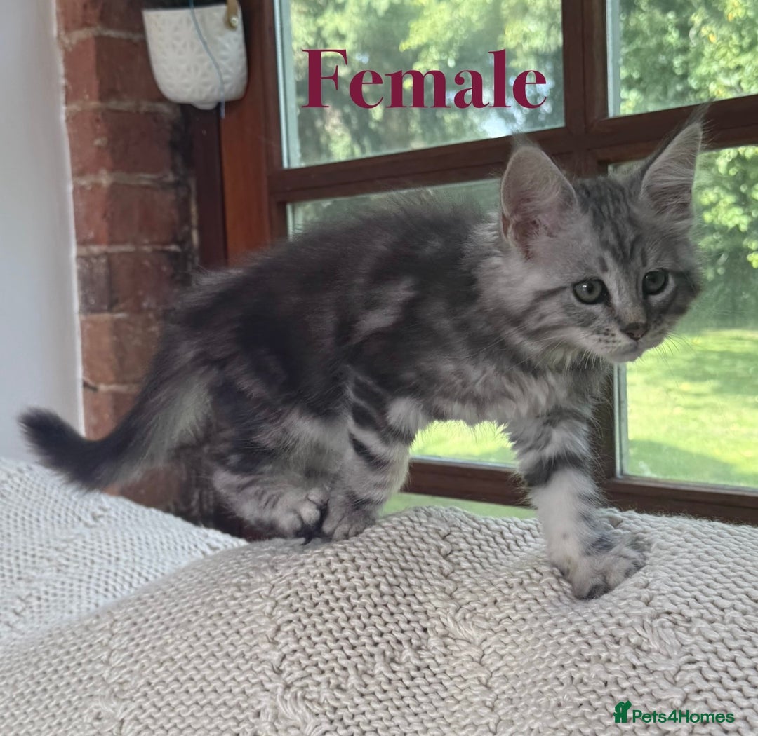 Maine Coon cats for sale: Beautiful pedigree maine coons, open to offers - Image 5