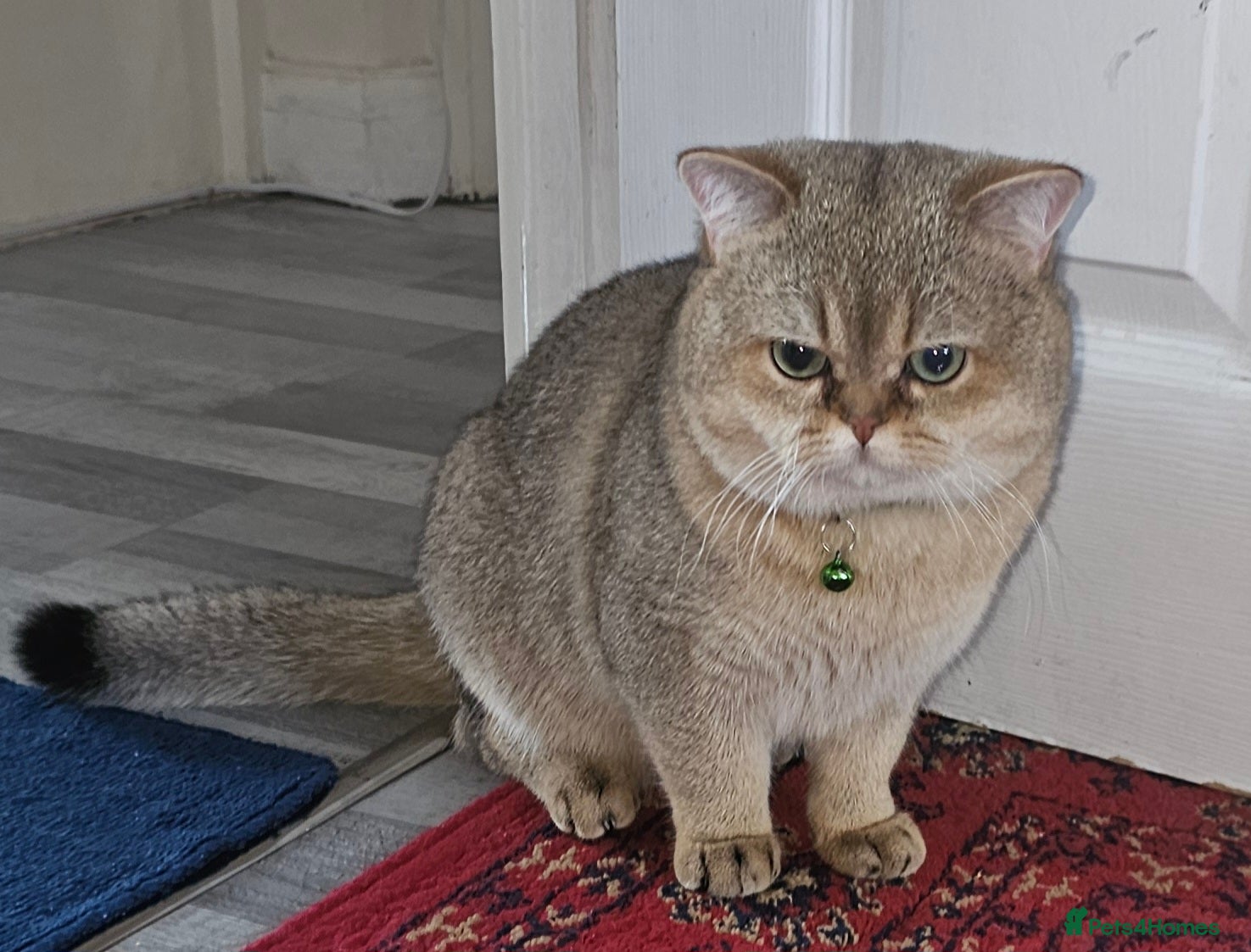 British Shorthair cats Blue, Feline - Advert 1