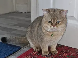 British Shorthair cats Blue, Feline - Advert 1
