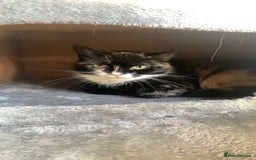 Mixed Breed cats for sale: Sad Rehoming of My Cat - Image 5