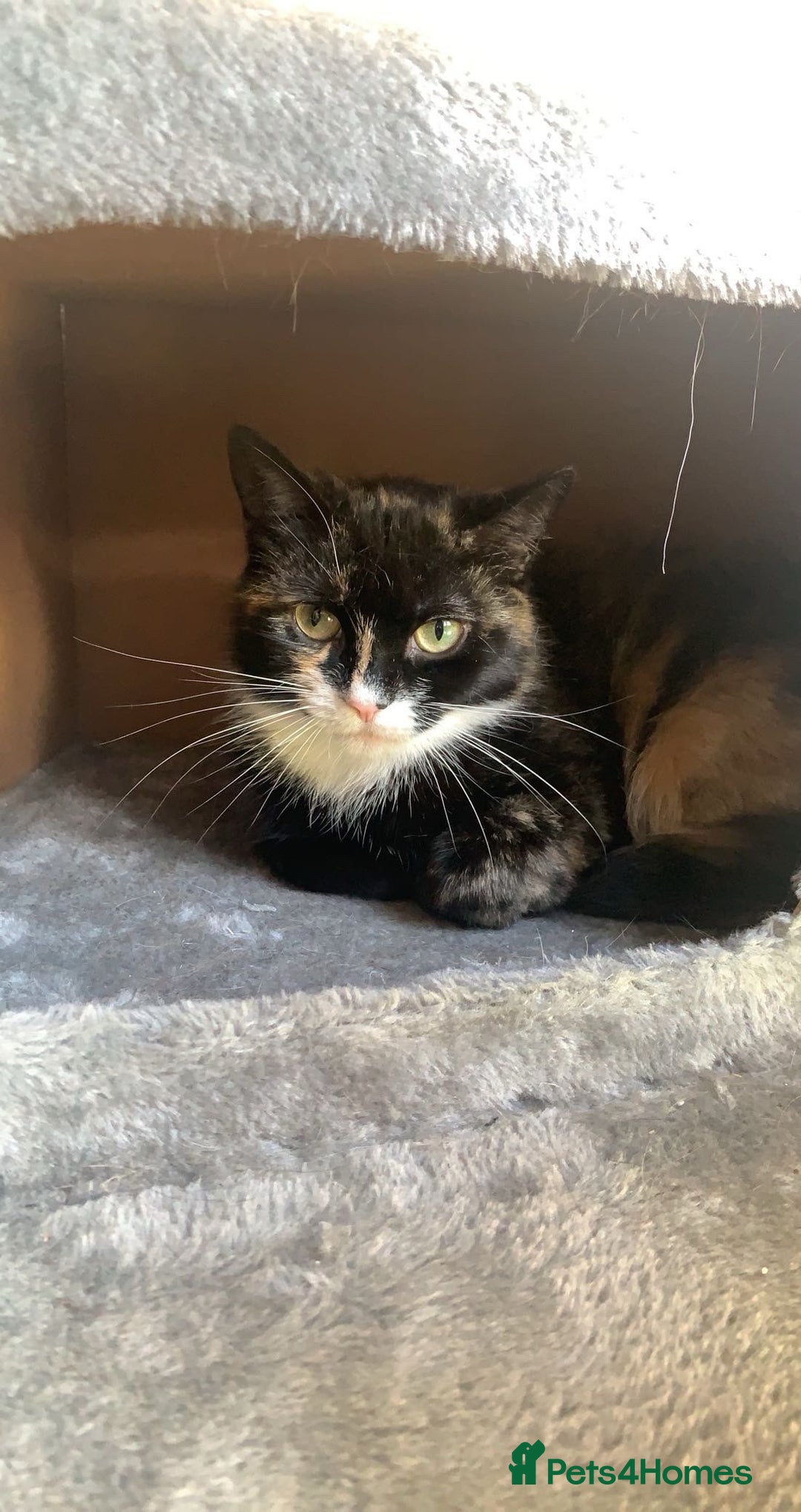Mixed Breed cats for sale: Sad Rehoming of My Cat - Image 5