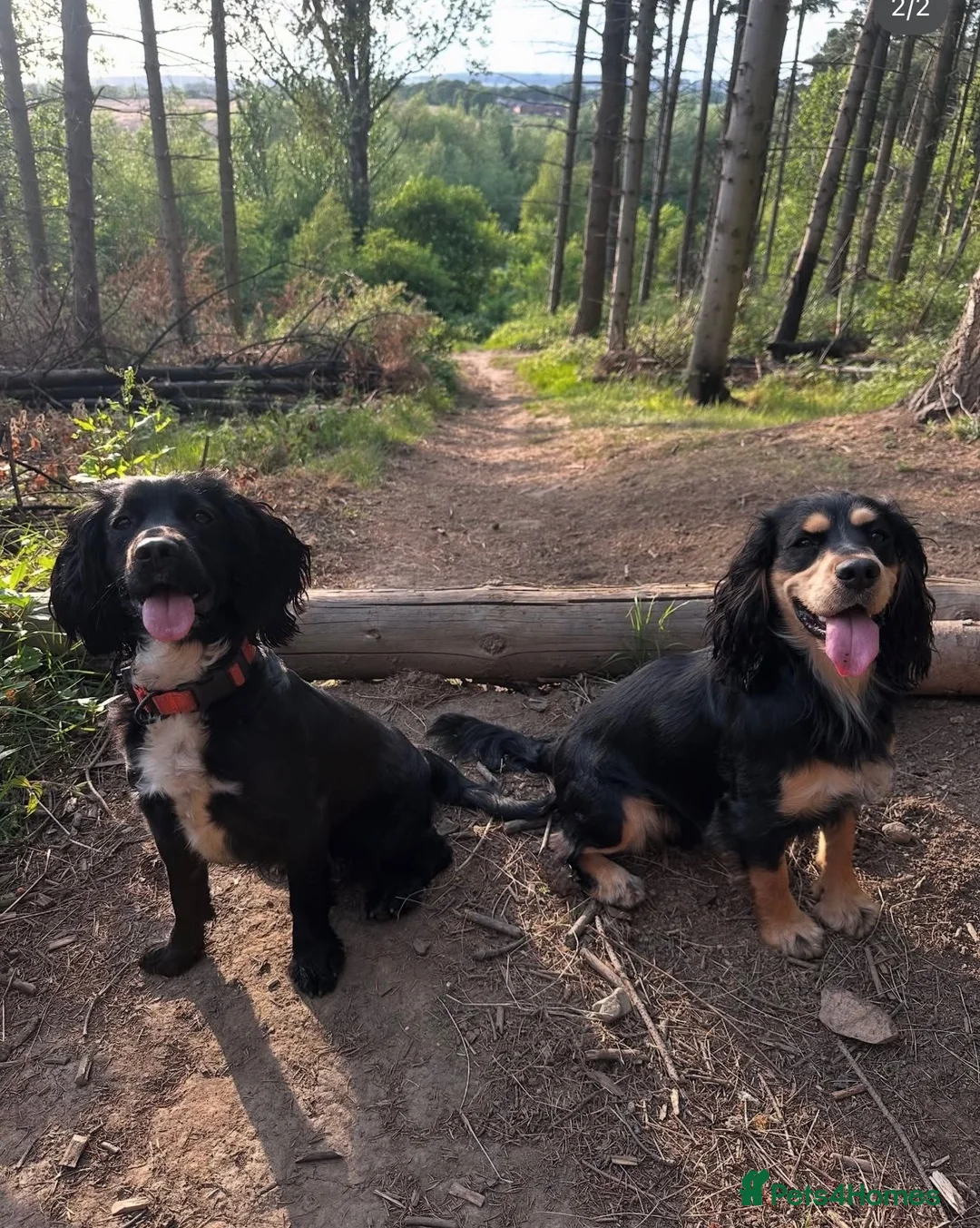 Cocker Spaniel dogs for sale: Cocker spaniel puppies - Advert 12