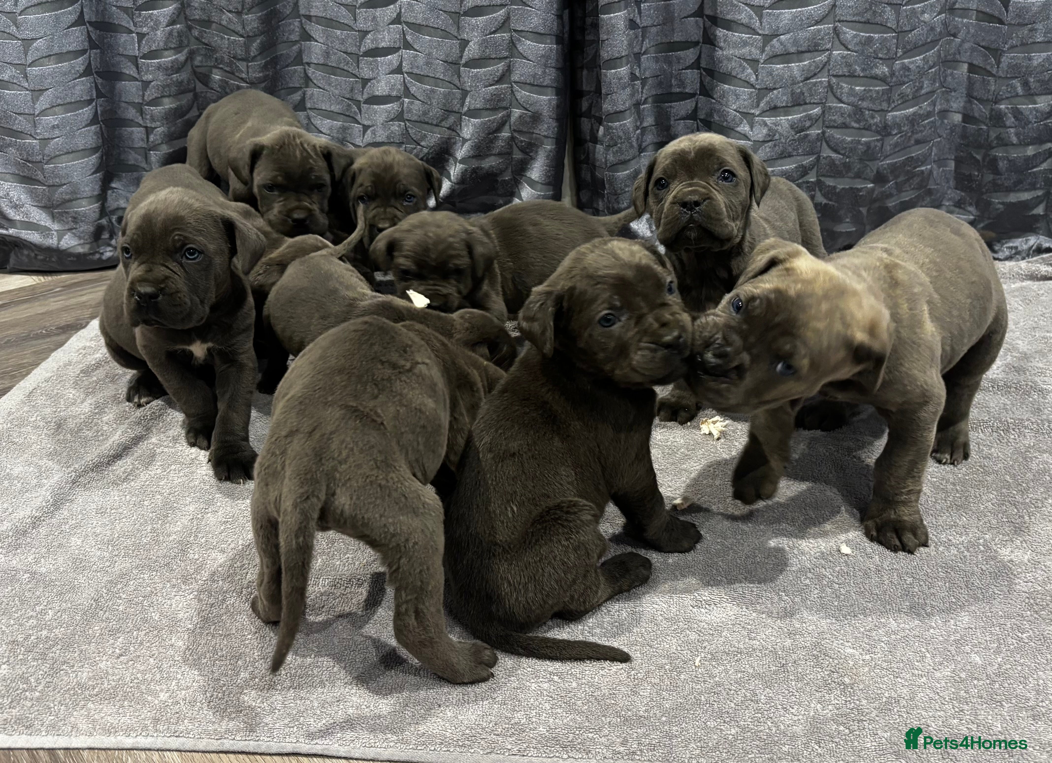 Cane Corso dogs Cane Corso puppy’s  - Advert 5