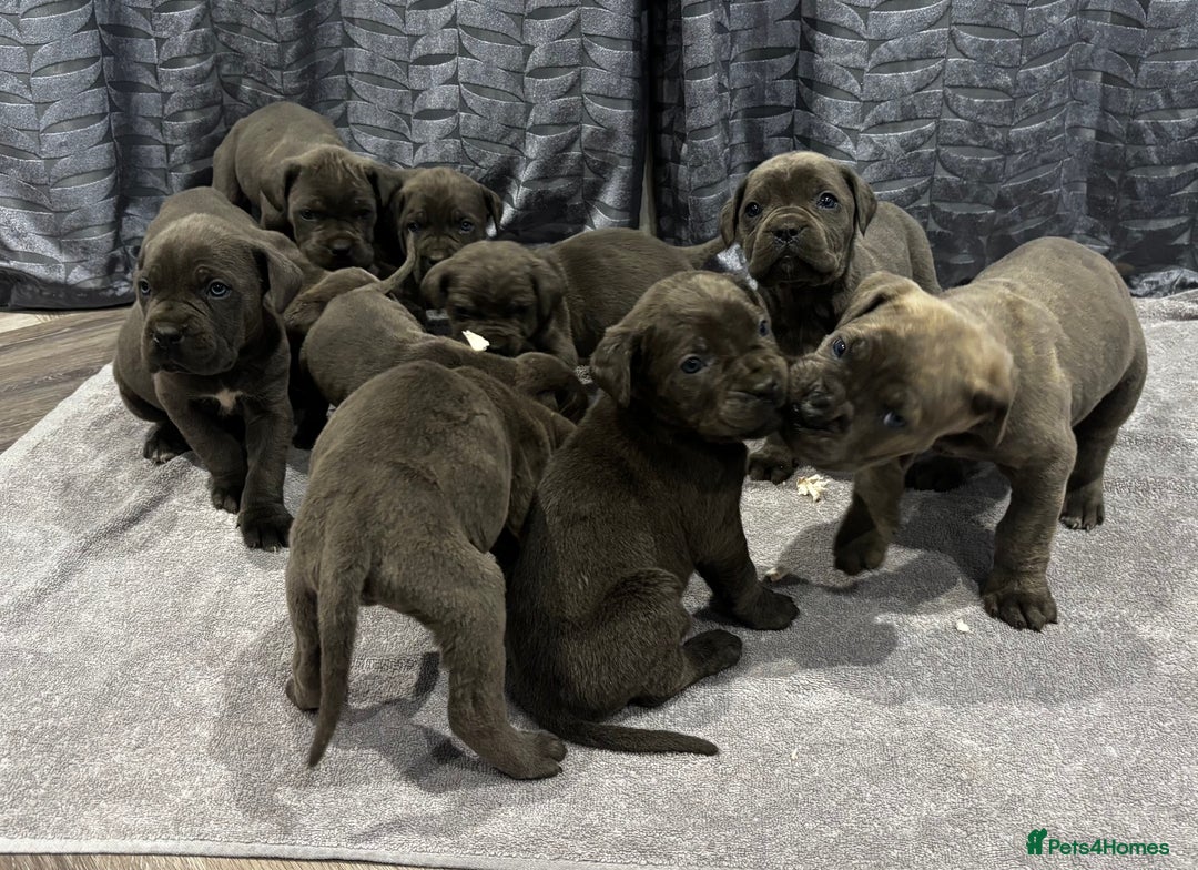 Cane Corso dogs for sale: Cane Corso puppy’s  - Advert 1
