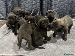 Cane Corso dogs Cane Corso puppy’s - Advert 1