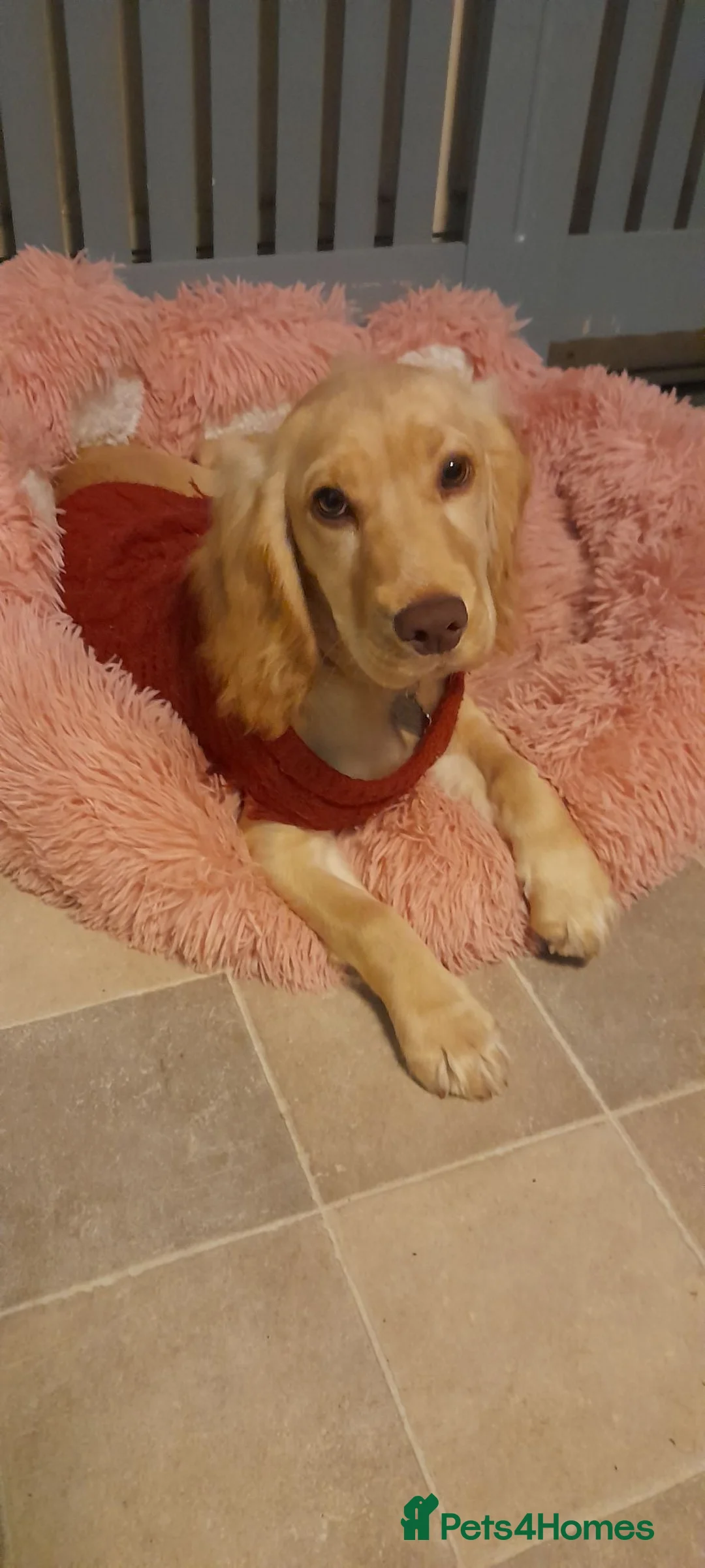 Cocker Spaniel dogs for sale: Beautiful golden and white 2.7yrs cocker spaniel  - Advert 10