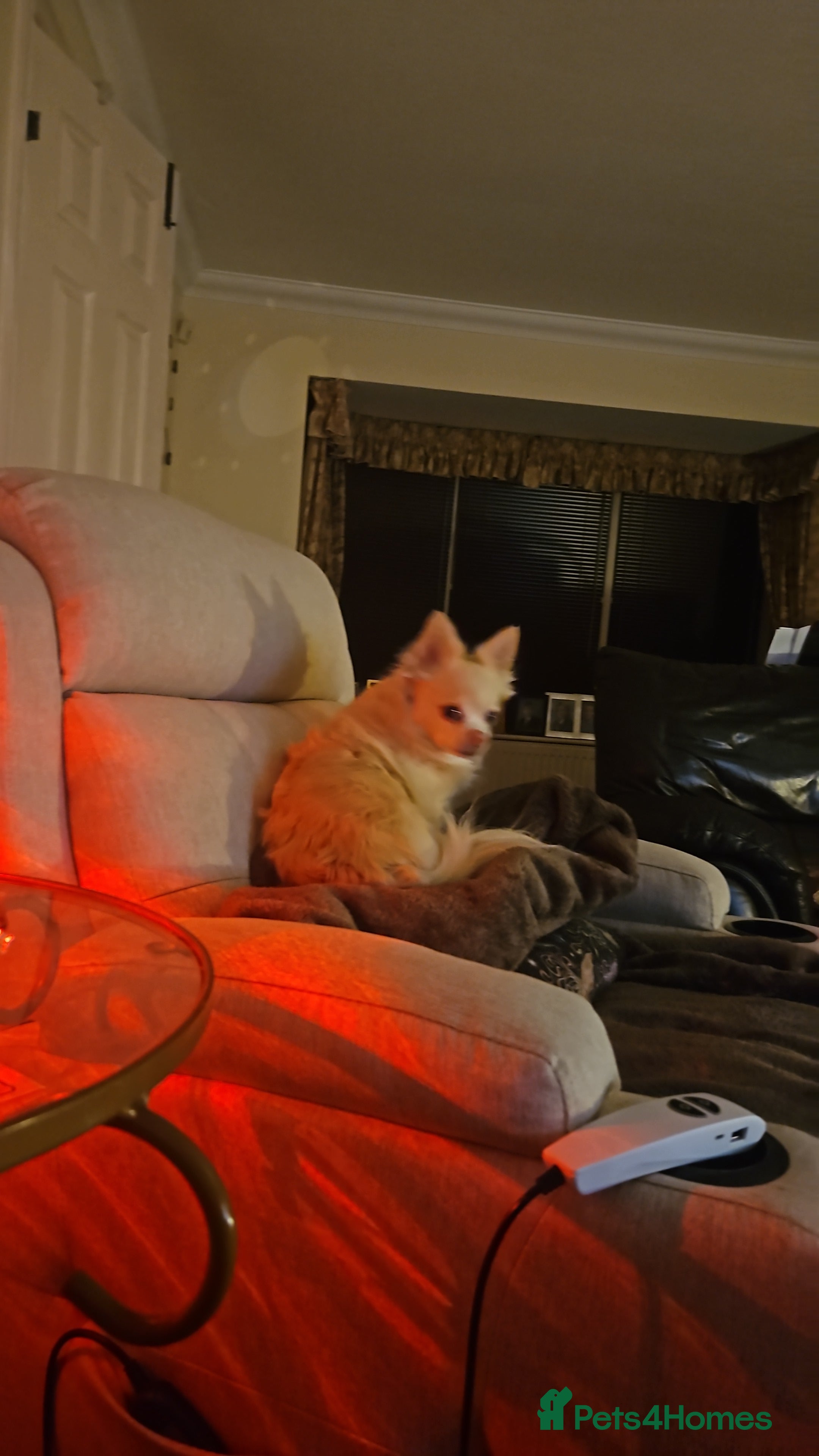 Chihuahua dogs Dog for rehome - Advert 1