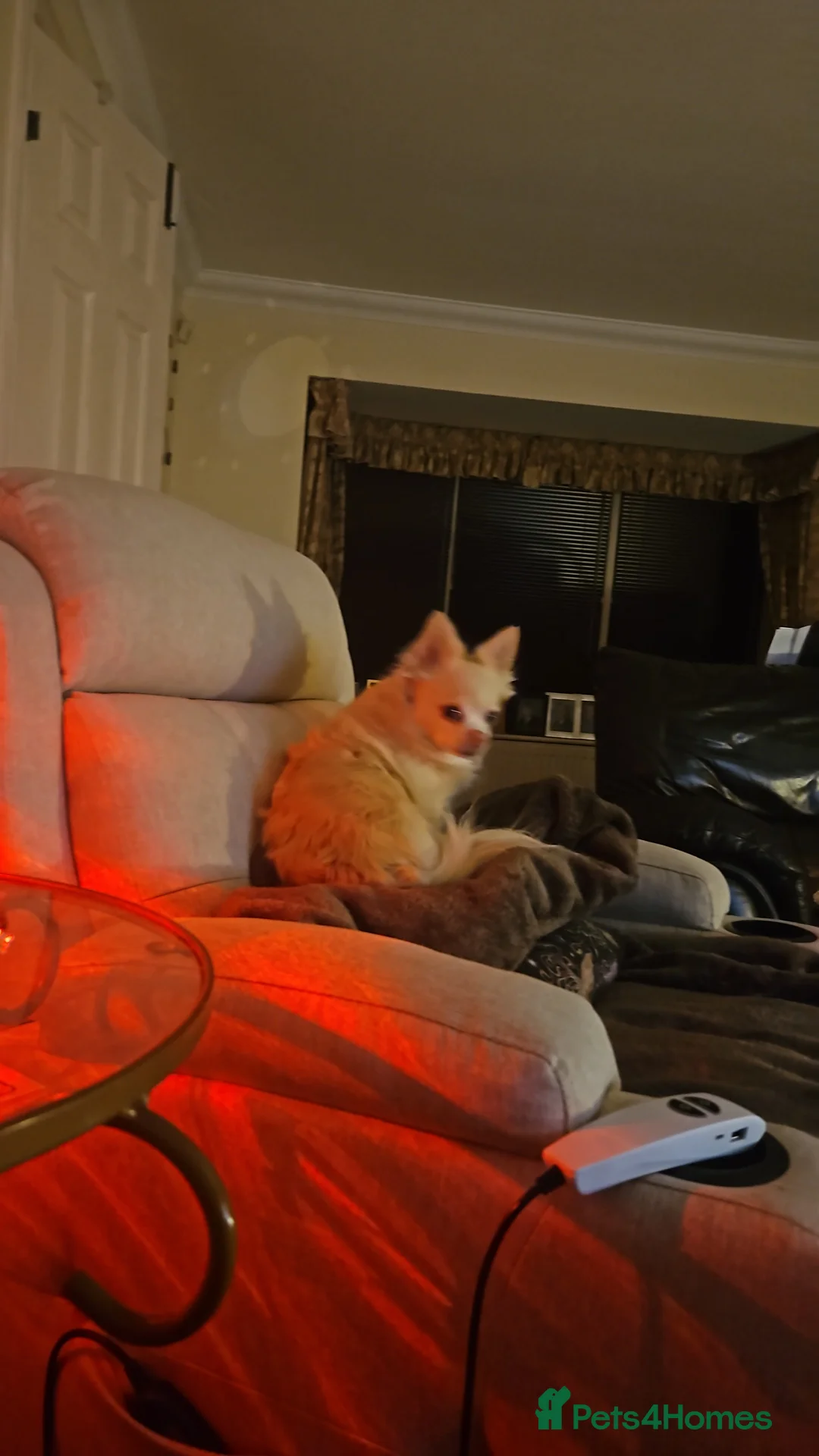 Chihuahua dogs for sale: Dog for rehome - Advert 1