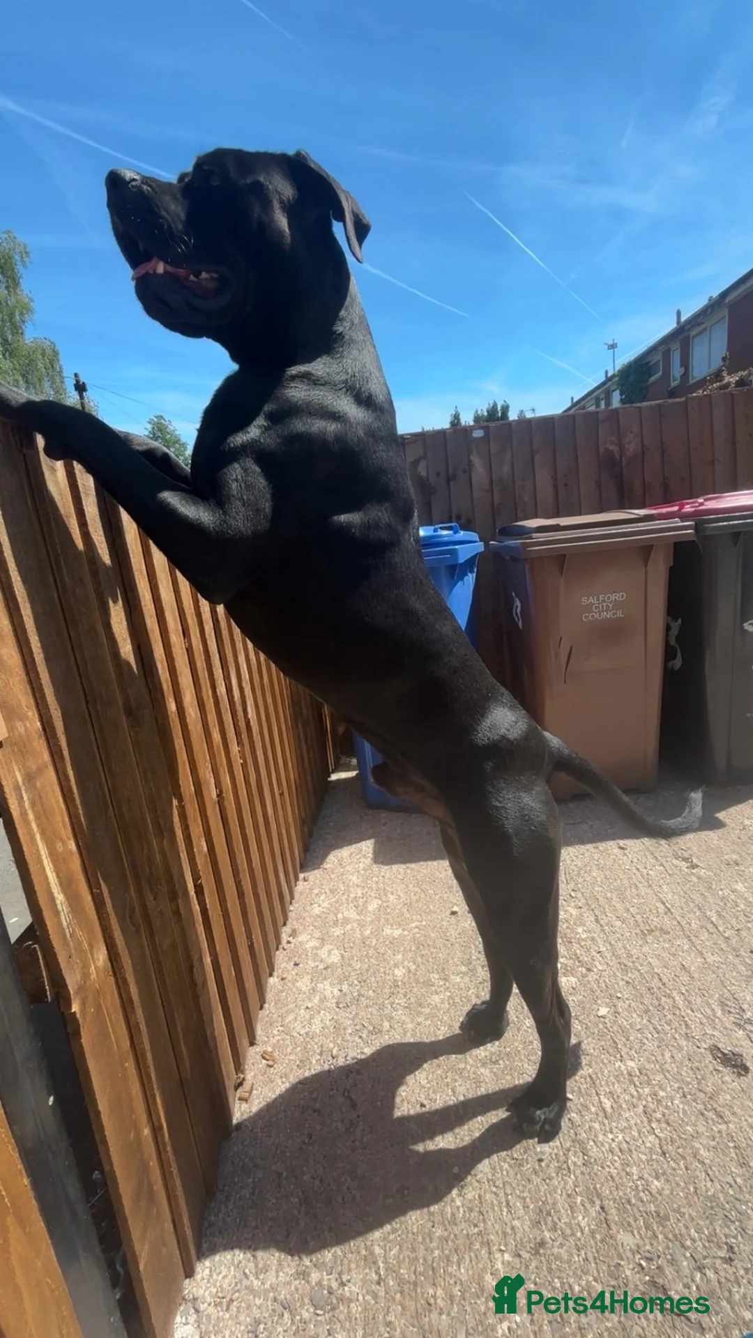 Cane Corso dogs for sale: 1 year old, boy, cane corse  - Advert 5