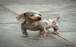 Miniature Dachshund dogs for sale: Beautiful litter of miniature dachshund puppies  - Image 11