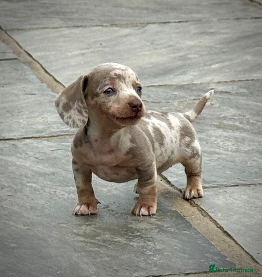 Miniature Dachshund dogs for sale: Beautiful litter of miniature dachshund puppies  - Image 11