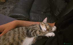Bengal cats for sale: English tabby X Bengal  - Image 6
