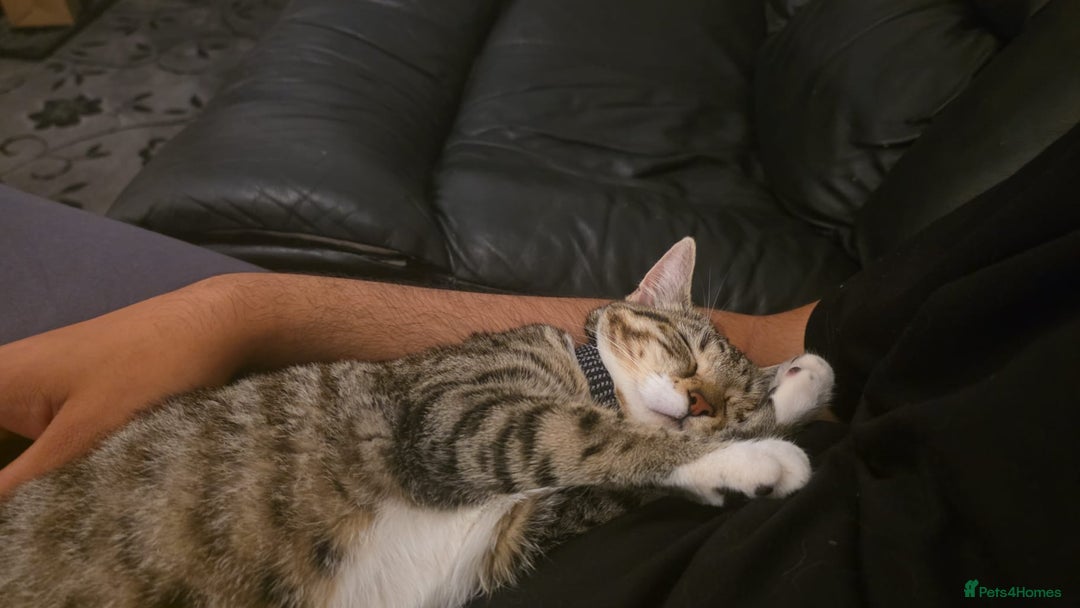 Bengal cats for sale: English tabby X Bengal  - Image 6