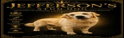 Goldador dogs for stud: Golden retriever for stud in Gateshead - Advert 1