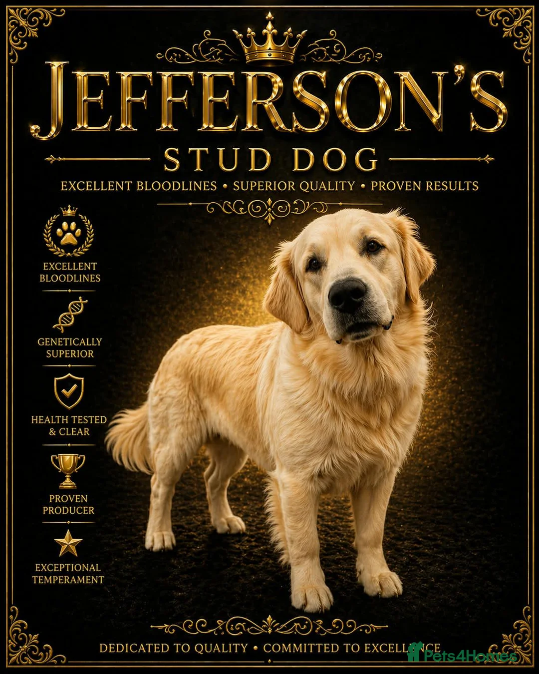 Goldador dogs for stud: Golden retriever for stud in Gateshead - Advert 1