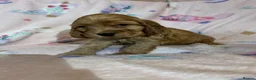Cocker Spaniel dogs for sale: Beautiful show type cocker spaniel puppies in Dover - Advert 12