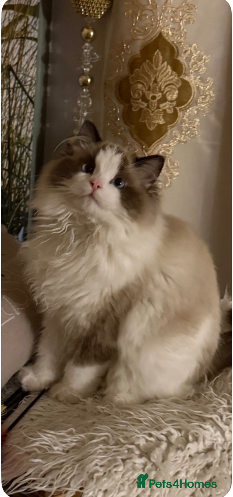 Ragdoll cats Ragdoll male  - Advert 1