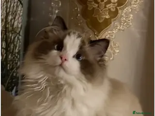 Ragdoll cats Ragdoll male - Advert 1