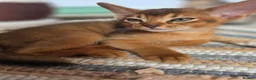 Abyssinian cats for sale: Beautiful Abyssinian Kitten  - Advert 22