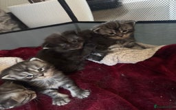 Maine Coon cats for sale: Russian XL maine coons looking HOME!❤️❤️❤️ - Image 11