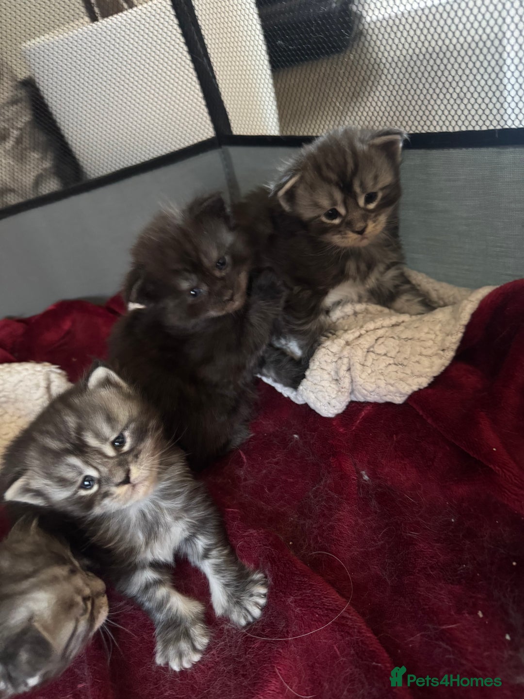 Maine Coon cats for sale: Russian XL maine coons looking HOME!❤️❤️❤️ - Image 11