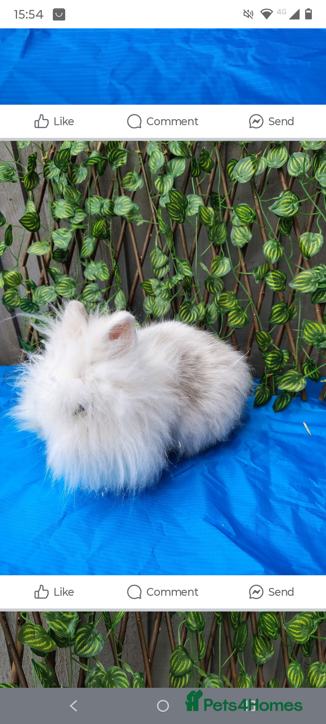 Lionhead rabbits for sale: Mini lops and lion head bunnies  - Image 6