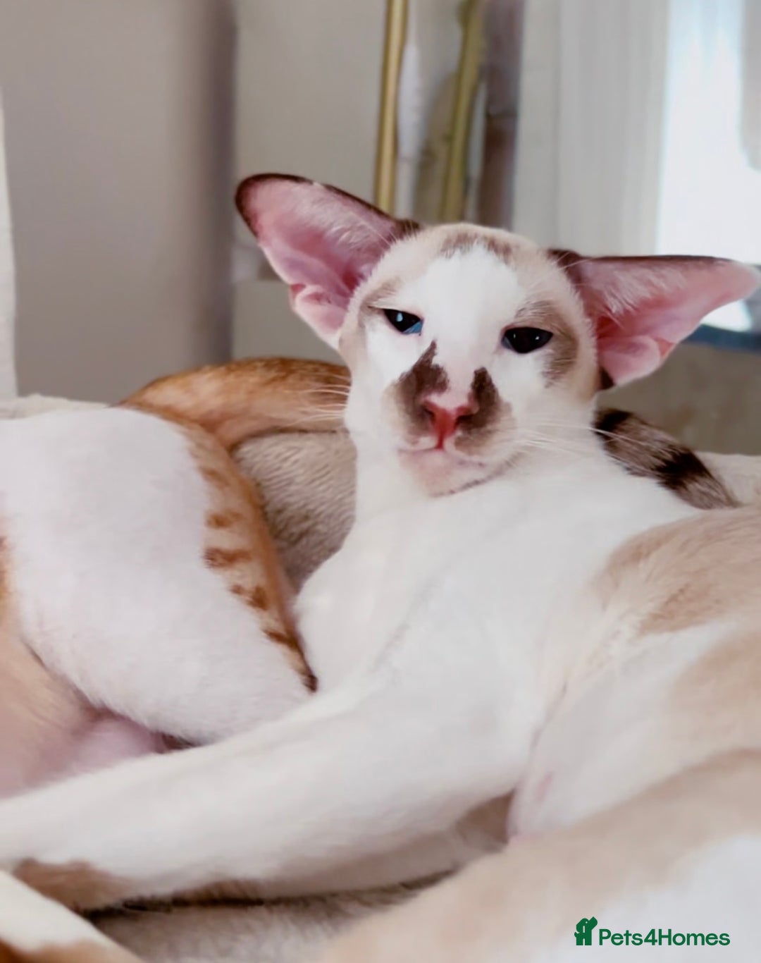 Siamese cats for sale: Siamese bicolour girl  - Advert 1