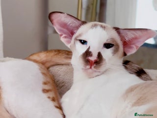 Siamese cats Siamese bicolour girl - Advert 3