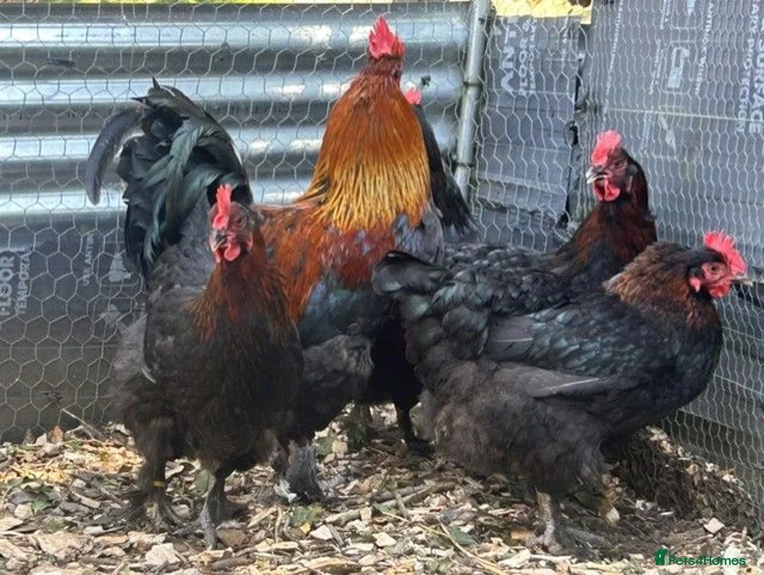 Chickens poultry for sale: French Copper Black Maran Hens for sale - Advert 5