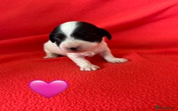 Havanese dogs for sale: 🐾 9 Havanese Puppies for Their Forever Homes 🐾 - Image 8