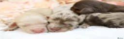 Miniature Dachshund dogs for sale: KC Longhair Miniature Dachshunds - Advert 10