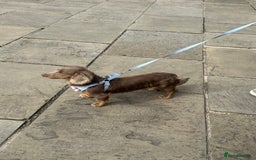 Miniature Dachshund dogs for sale: Male and female dachshund not related  - Image 3