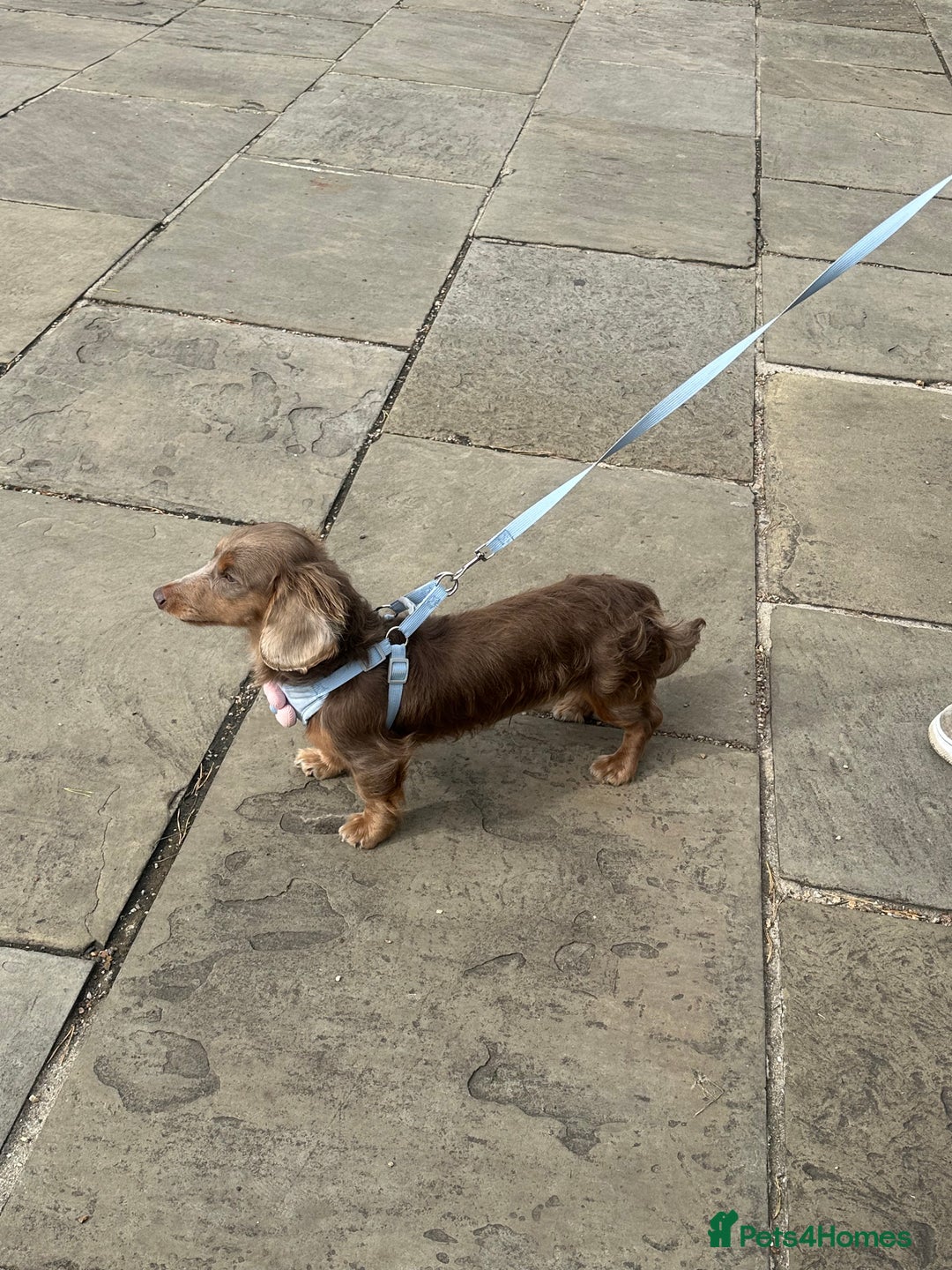 Miniature Dachshund dogs for sale: Male and female dachshund not related  - Image 3