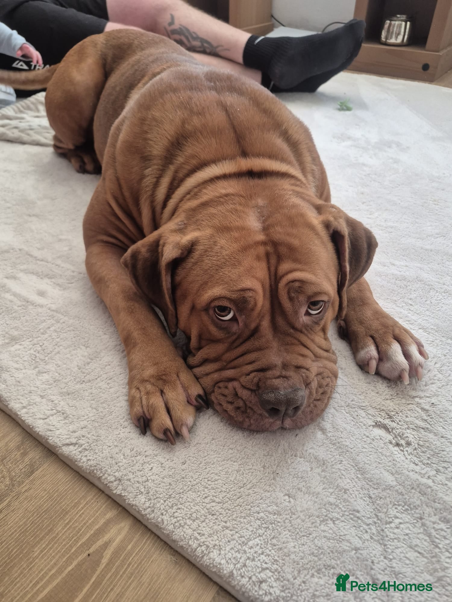 Dogue De Bordeaux dogs Beautiful soul in need of a loving home  - Advert 6