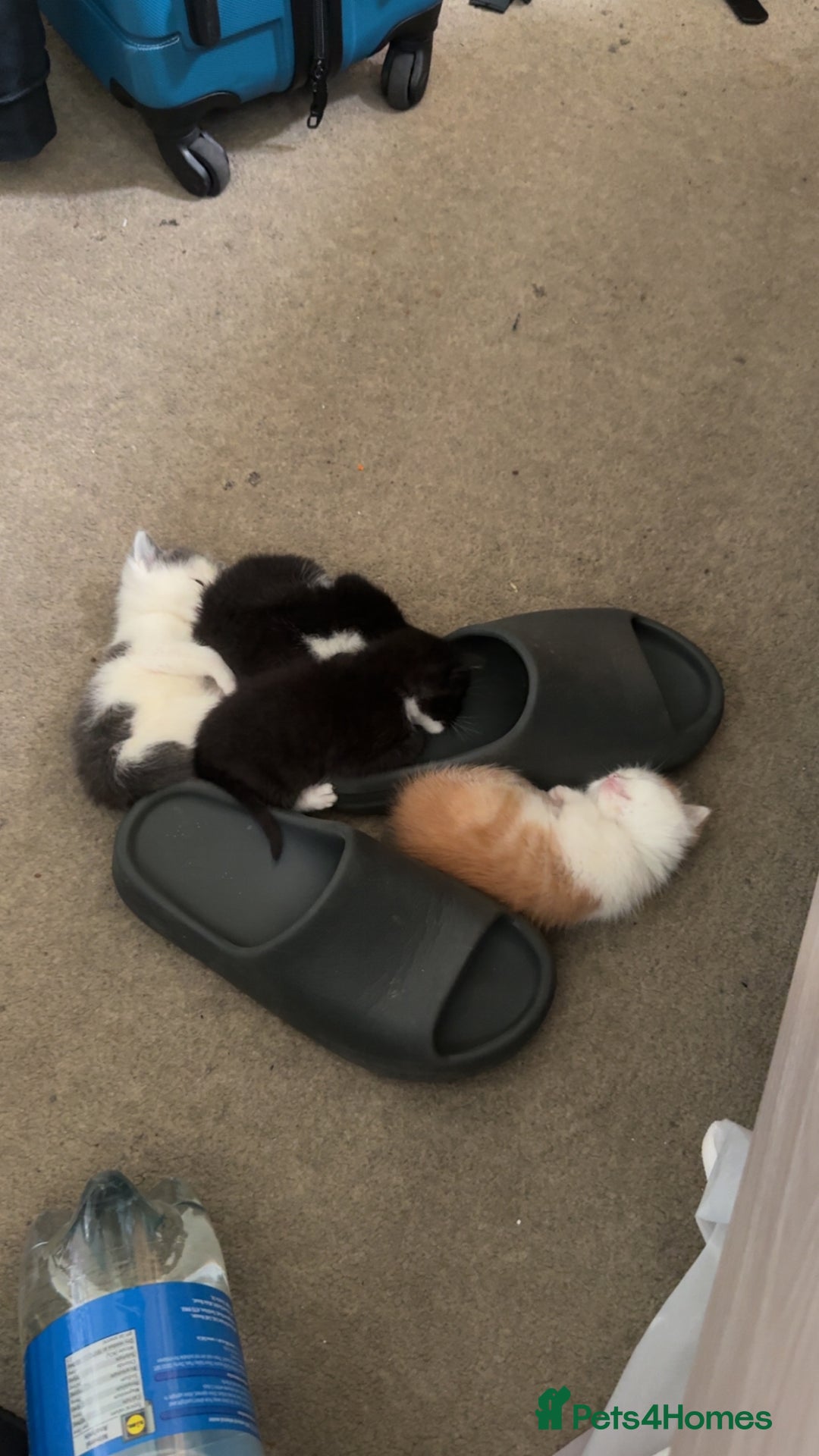 Mixed Breed cats for sale: Adorable kittens looking for their forever home  - Image 11