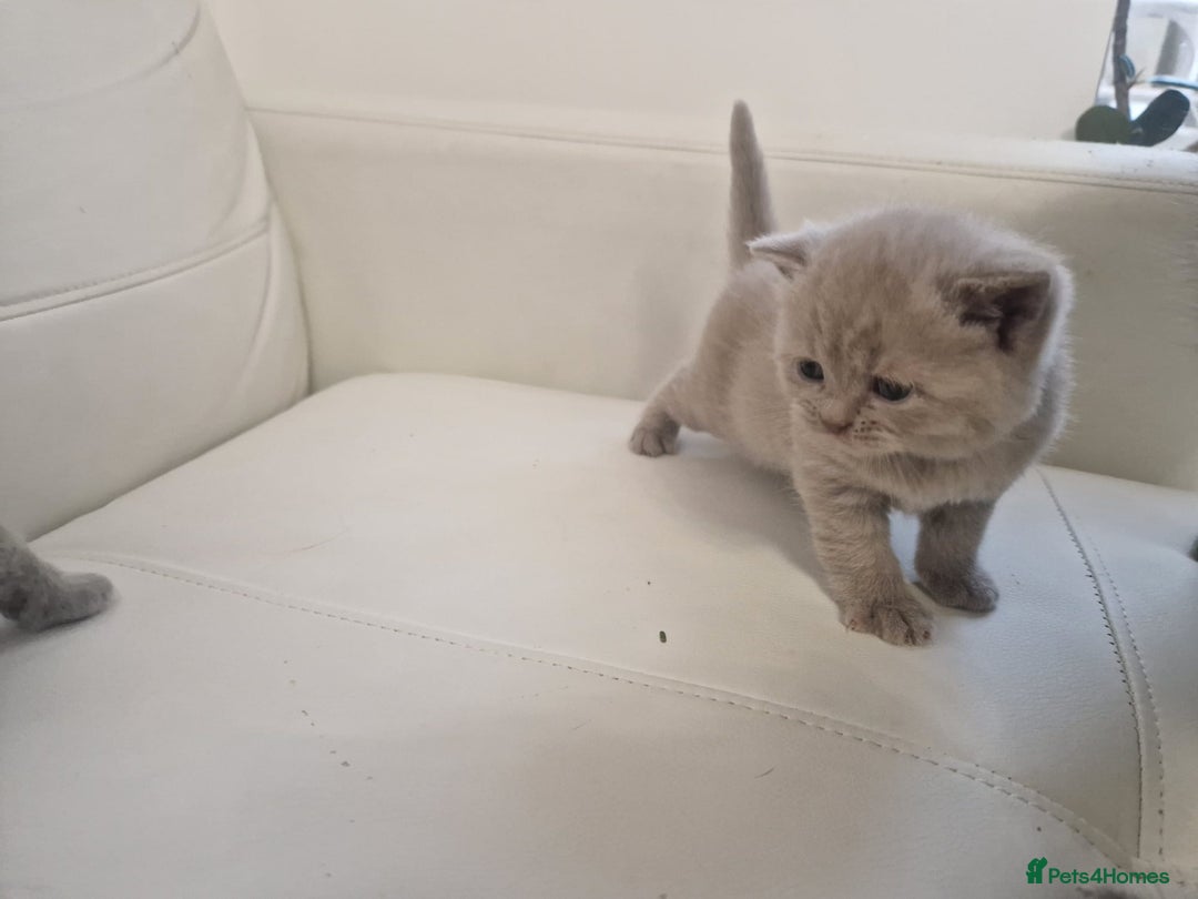 British Shorthair cats for sale: British Shorthair Kittens Blue and Lilac. - Advert 4