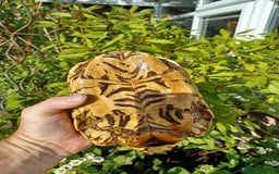 Tortoise reptiles for sale: INDIAN STAR TORTOISES choice of 3 breeding adults - Image 17