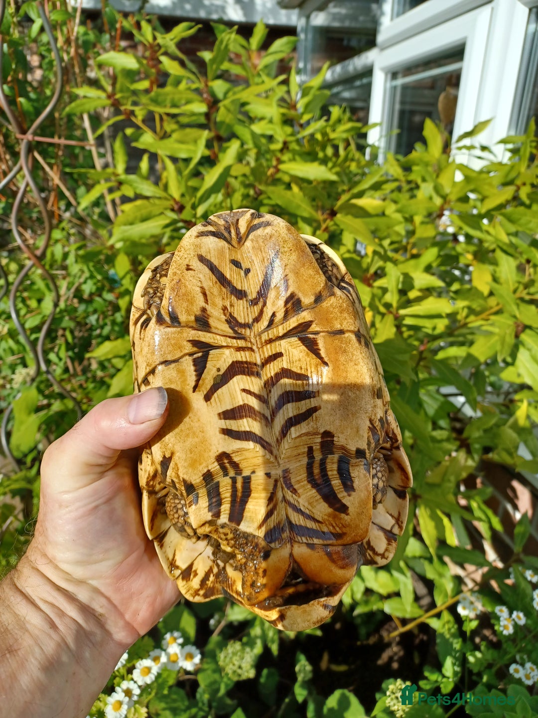 Tortoise reptiles for sale: INDIAN STAR TORTOISES choice of 3 breeding adults - Image 17
