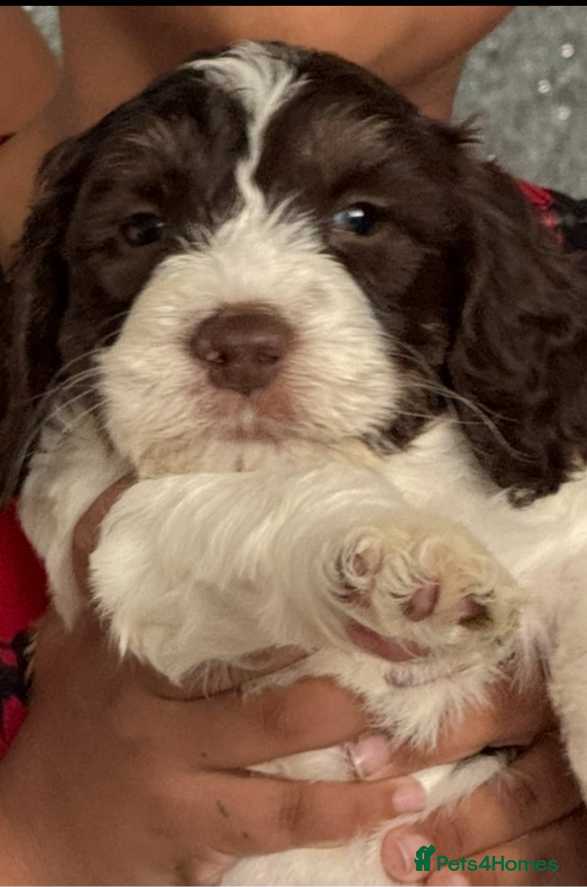 Mixed Breed dogs Cockapoo puppies  - Advert 2